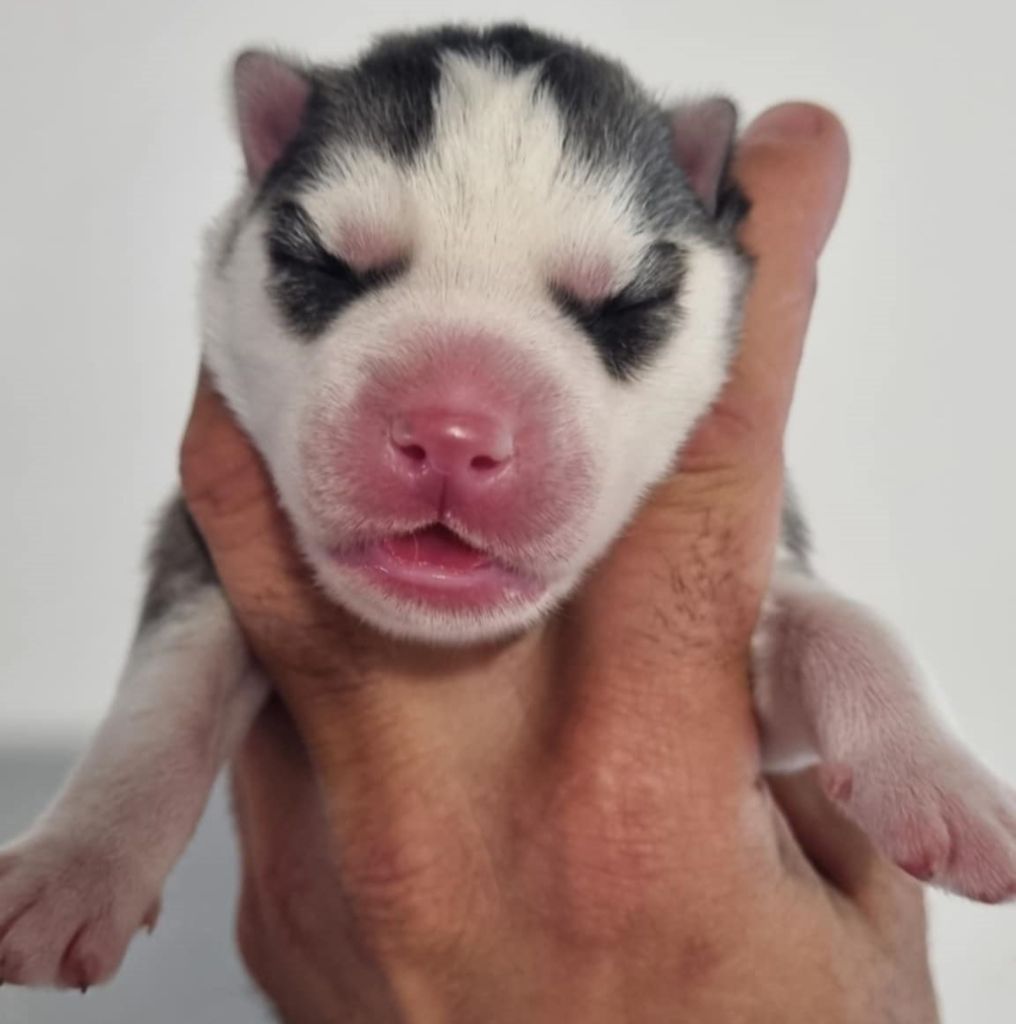 Alcateia Das Neves - Chiots disponibles - Siberian Husky