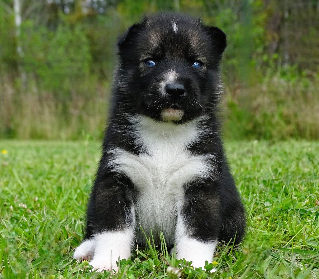 Alcateia Das Neves - Chiots disponibles - Siberian Husky