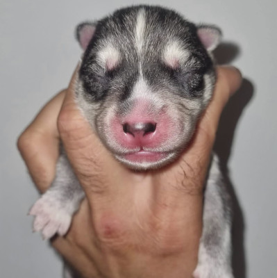 MALE 4