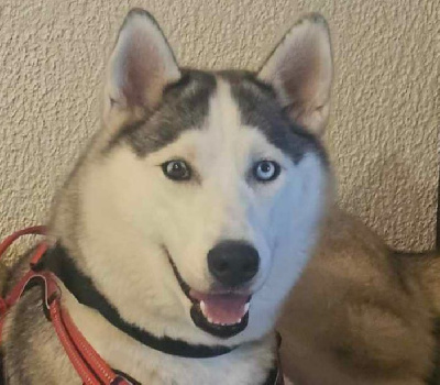 TAÏGA