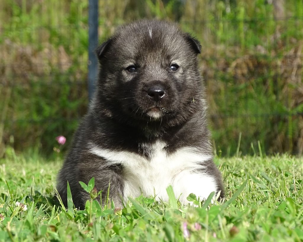 Alcateia Das Neves - Chiots disponibles - Siberian Husky