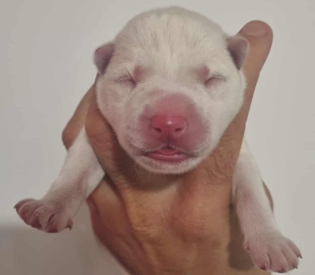 Alcateia Das Neves - Chiots disponibles - Siberian Husky