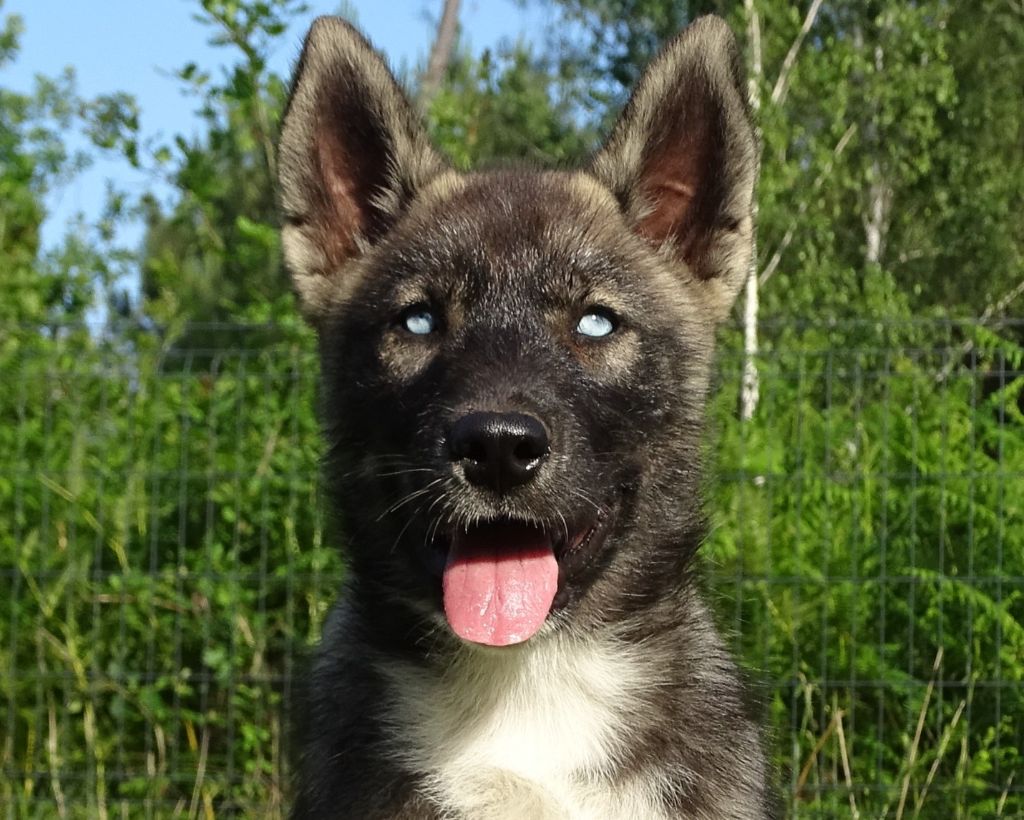 Alcateia Das Neves - Chiots disponibles - Siberian Husky