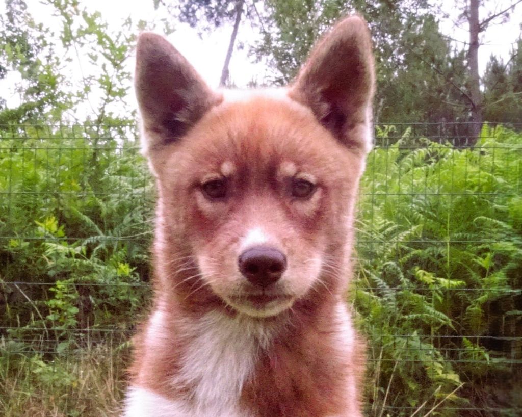 Alcateia Das Neves - Chiots disponibles - Siberian Husky