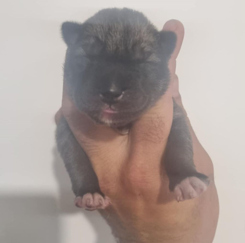 Alcateia Das Neves - Chiots disponibles - Siberian Husky