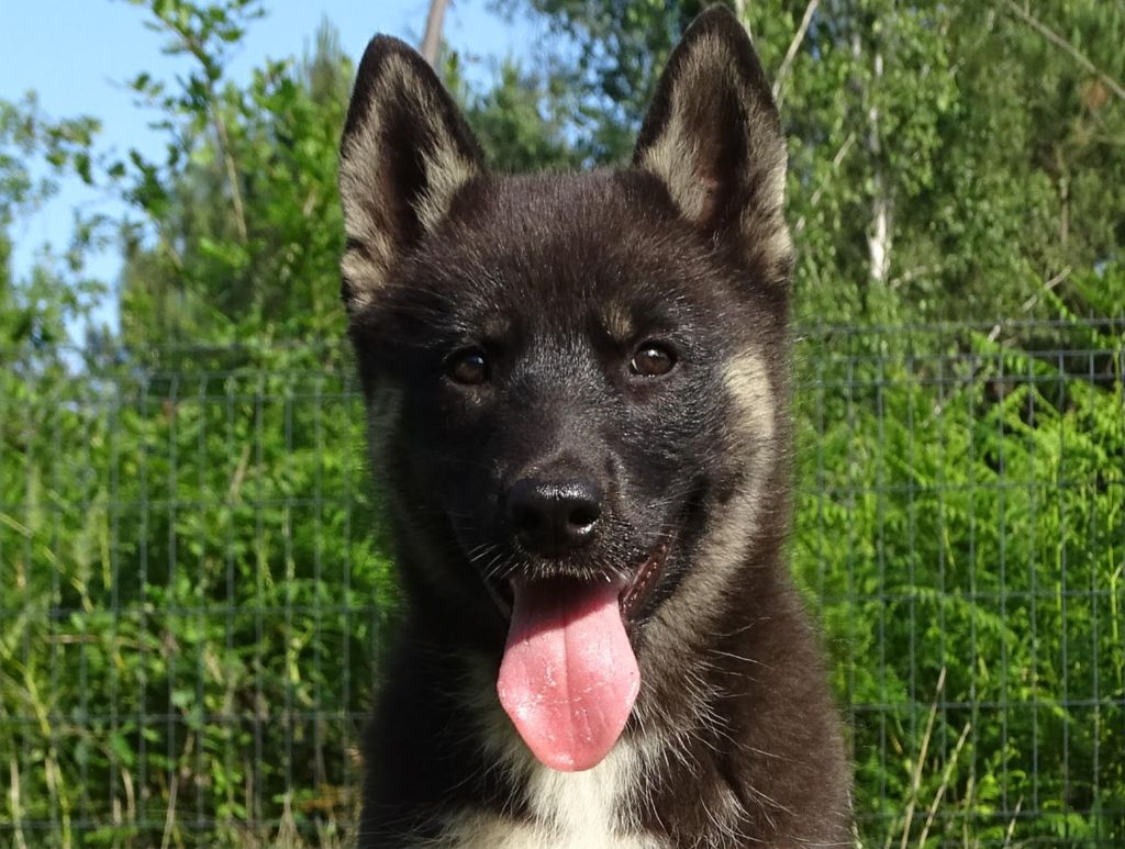 Alcateia Das Neves - Chiots disponibles - Siberian Husky