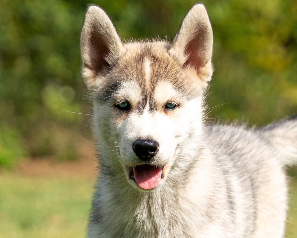 Alcateia Das Neves - Chiots disponibles - Siberian Husky
