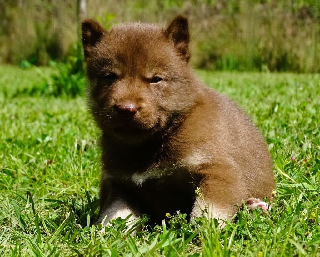 Alcateia Das Neves - Chiots disponibles - Siberian Husky