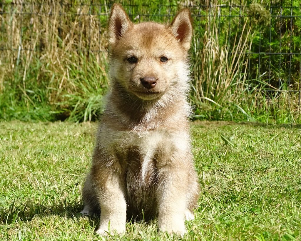 Alcateia Das Neves - Chiots disponibles - Siberian Husky
