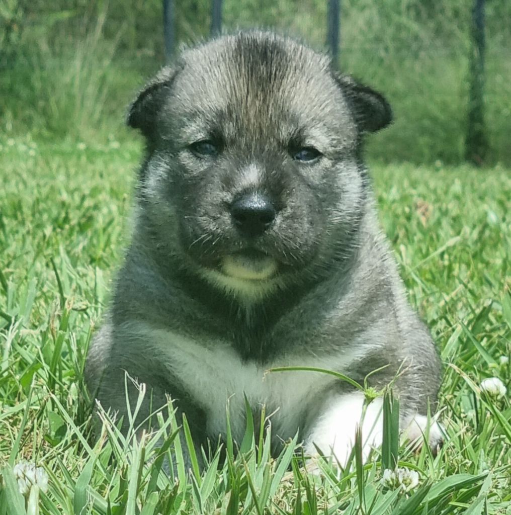 Alcateia Das Neves - Chiots disponibles - Siberian Husky