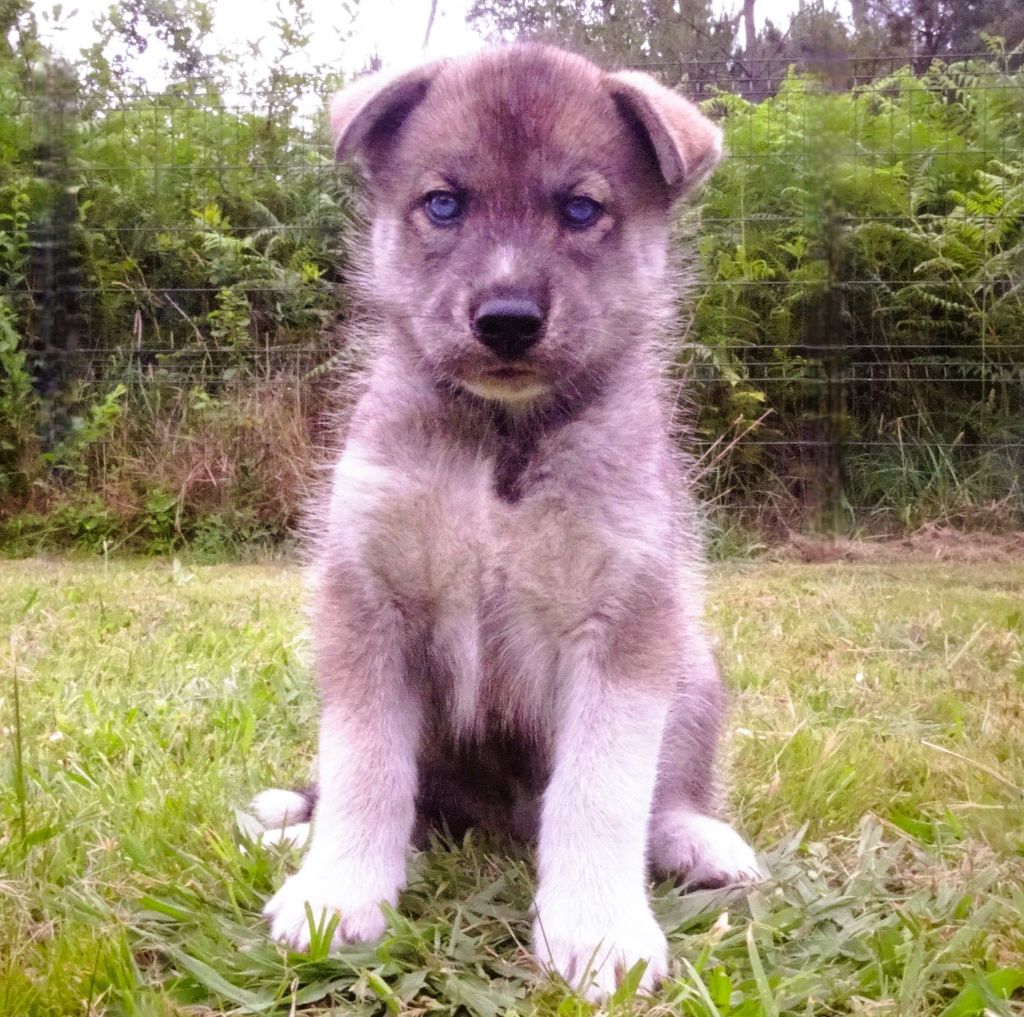 Alcateia Das Neves - Chiots disponibles - Siberian Husky