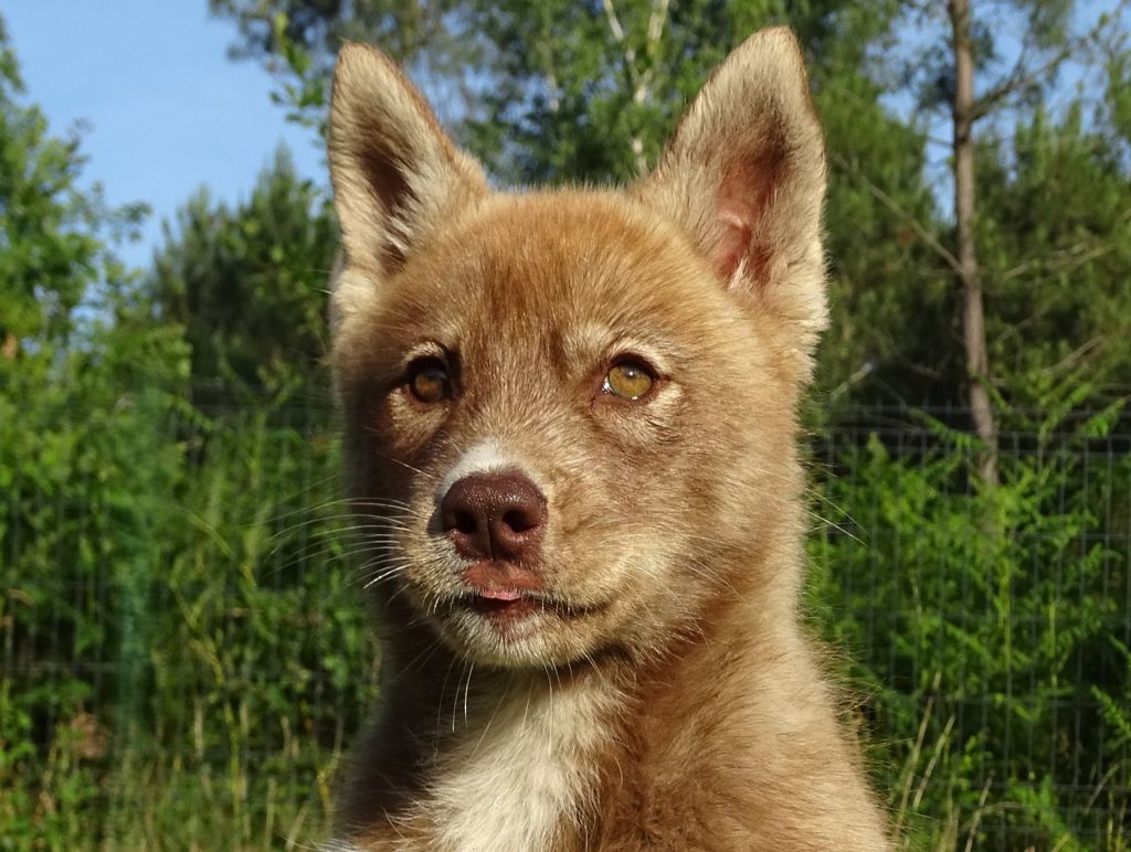 Alcateia Das Neves - Chiots disponibles - Siberian Husky