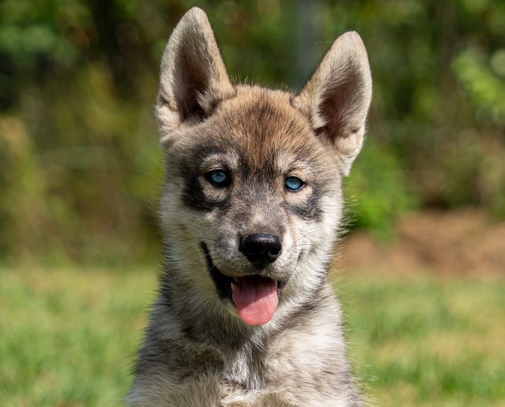 Alcateia Das Neves - Chiots disponibles - Siberian Husky
