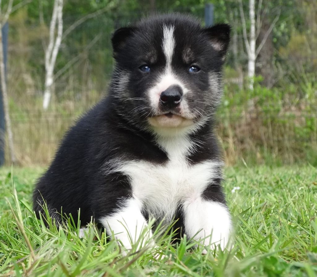 Alcateia Das Neves - Chiots disponibles - Siberian Husky