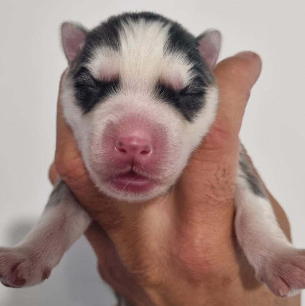 Alcateia Das Neves - Chiots disponibles - Siberian Husky