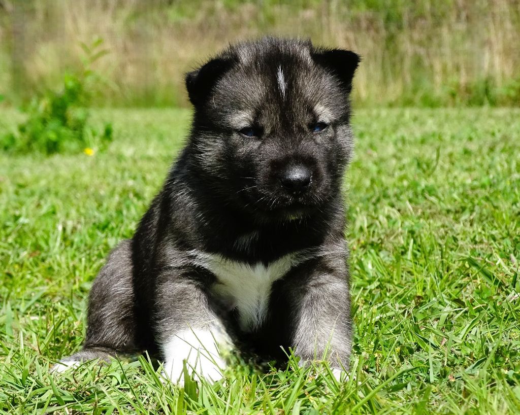 Alcateia Das Neves - Chiots disponibles - Siberian Husky