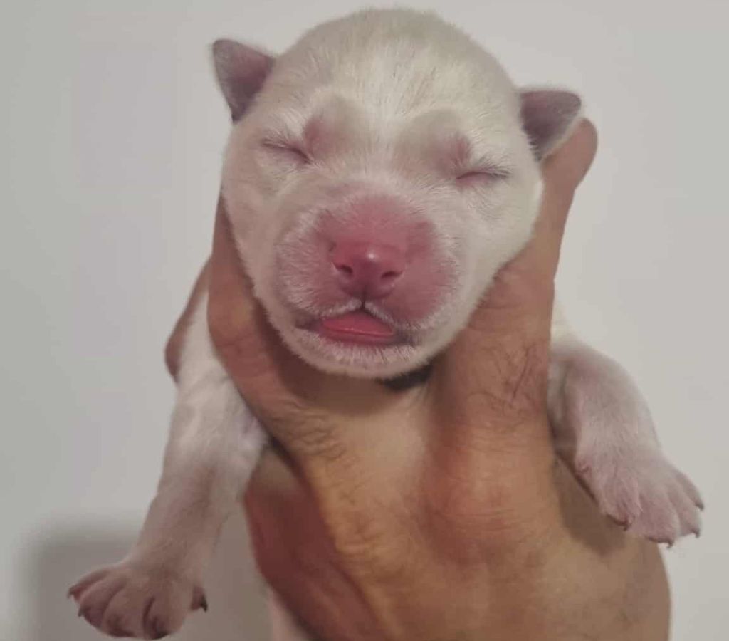 Alcateia Das Neves - Chiots disponibles - Siberian Husky