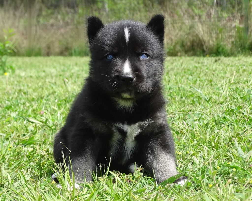 Alcateia Das Neves - Chiots disponibles - Siberian Husky