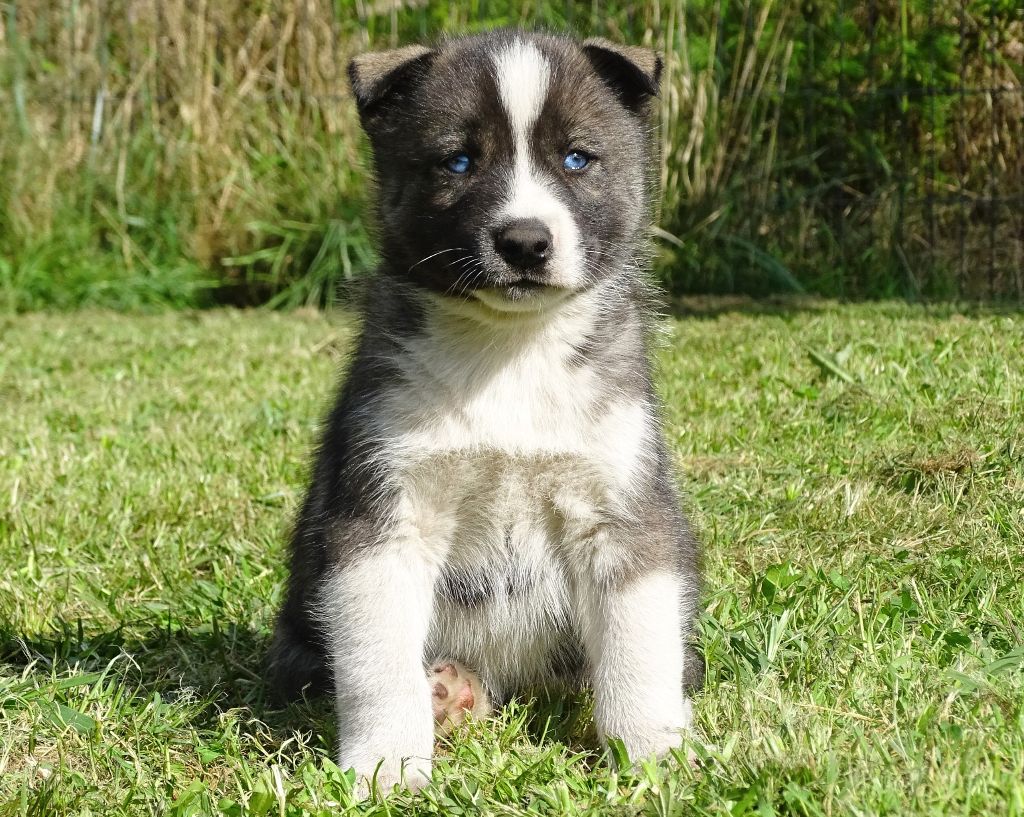 Alcateia Das Neves - Chiots disponibles - Siberian Husky