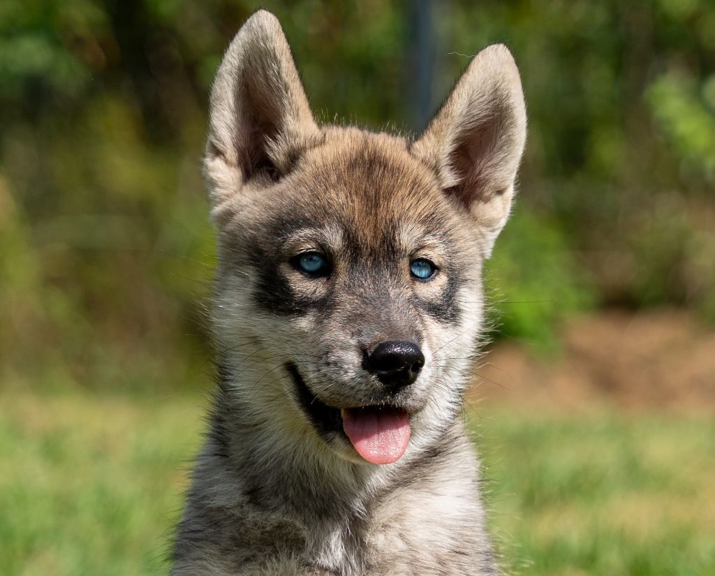 Alcateia Das Neves - Chiots disponibles - Siberian Husky
