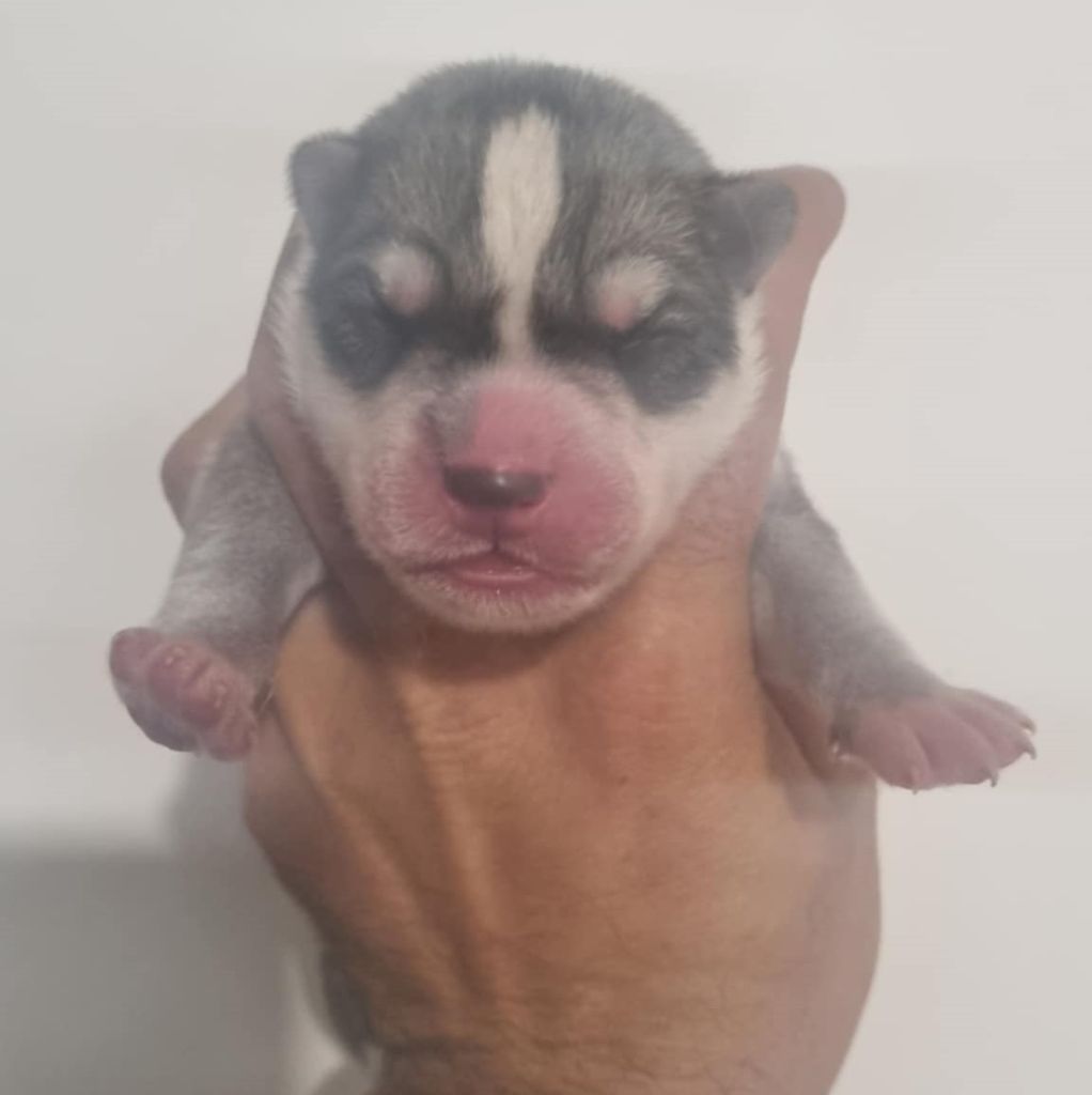 Alcateia Das Neves - Chiots disponibles - Siberian Husky