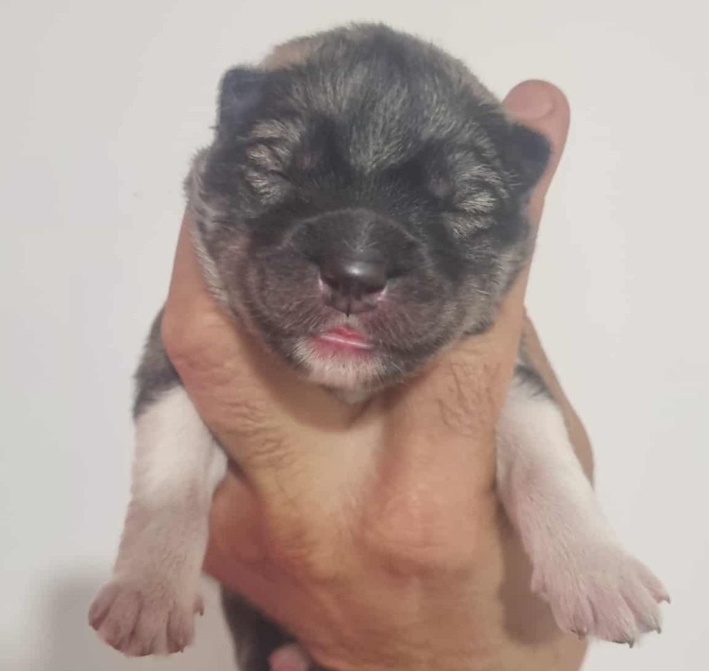 Alcateia Das Neves - Chiots disponibles - Siberian Husky