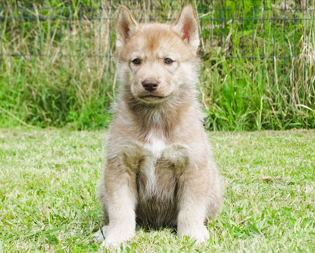 Alcateia Das Neves - Chiots disponibles - Siberian Husky