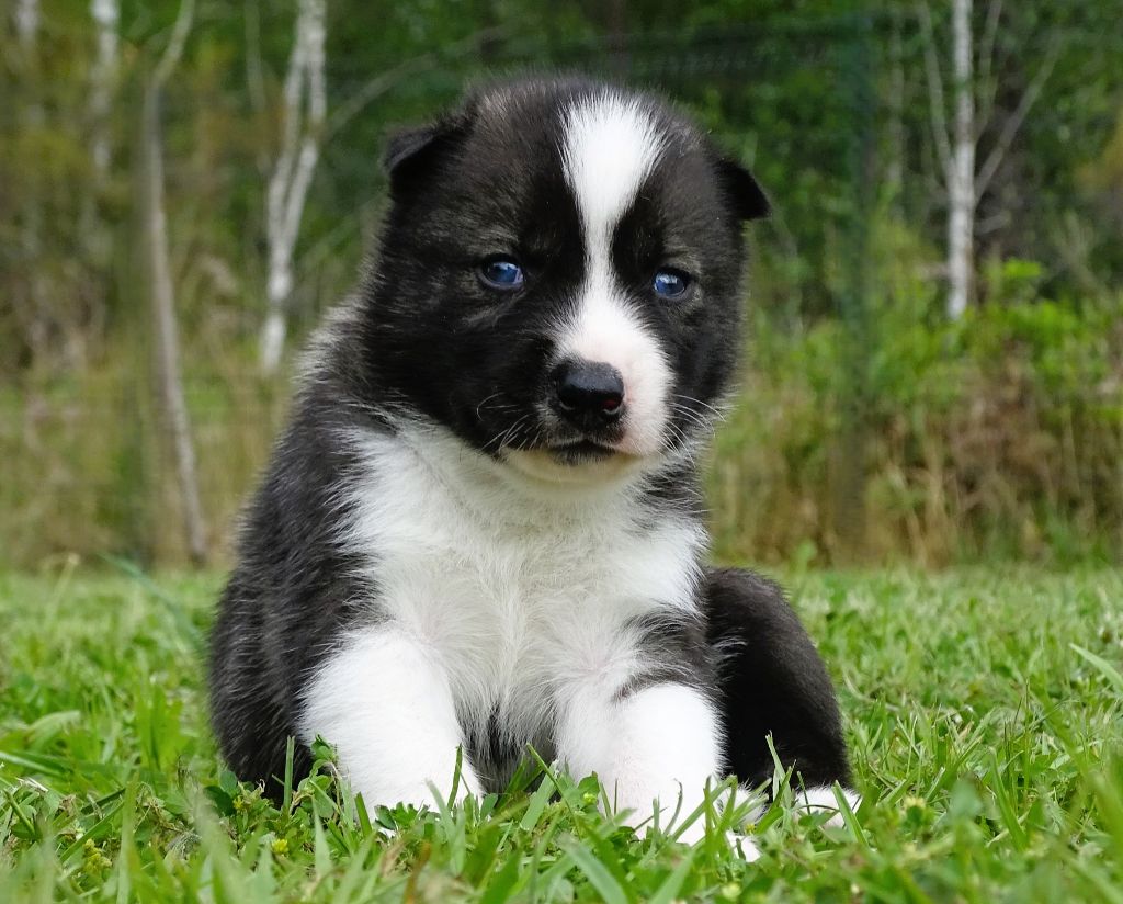 Alcateia Das Neves - Chiots disponibles - Siberian Husky