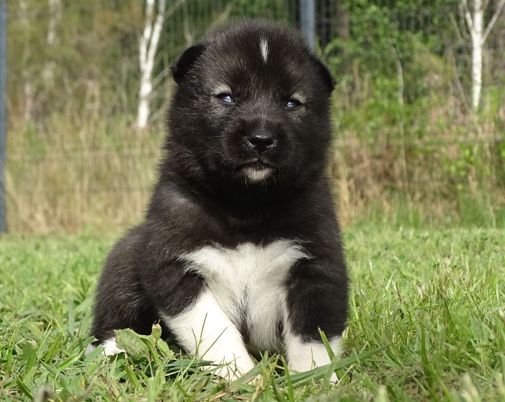 Alcateia Das Neves - Chiots disponibles - Siberian Husky