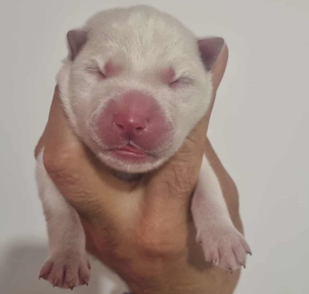 Alcateia Das Neves - Chiots disponibles - Siberian Husky