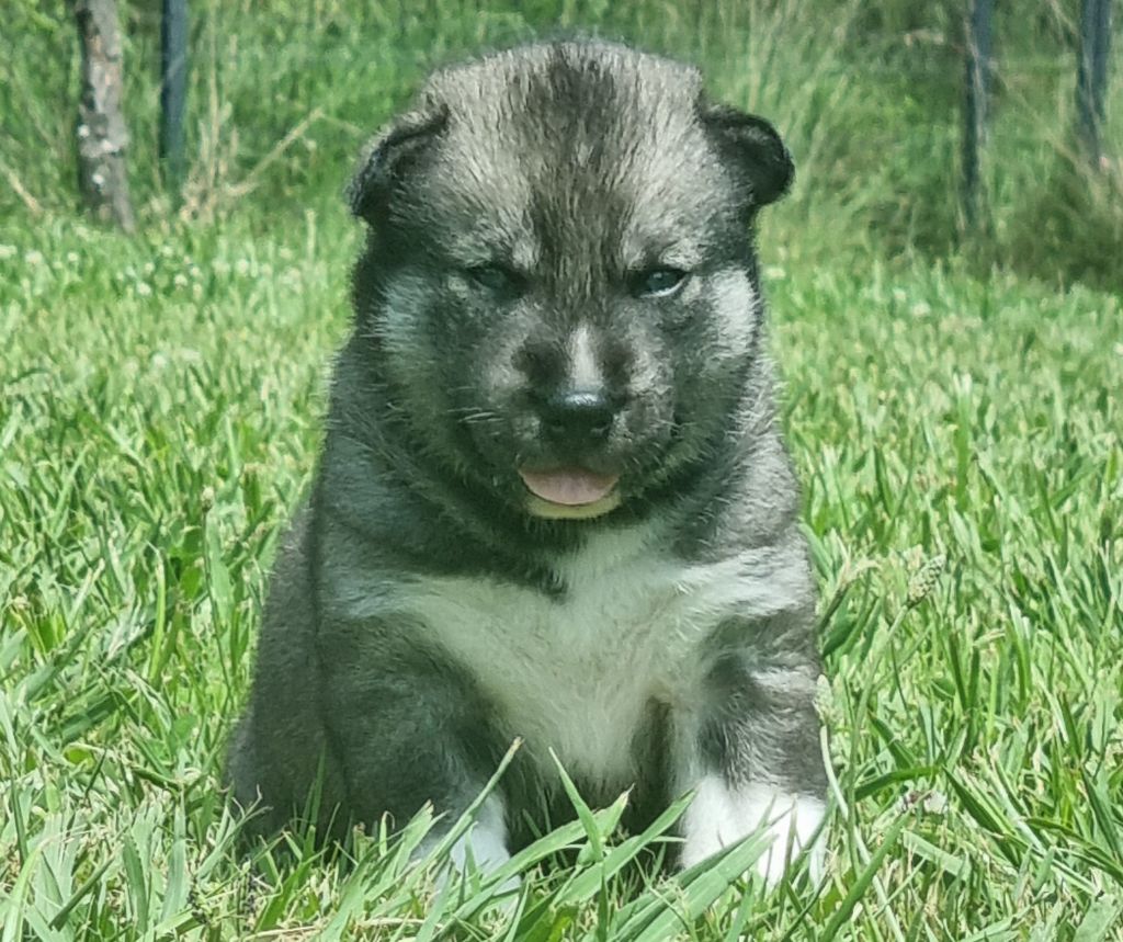Alcateia Das Neves - Chiots disponibles - Siberian Husky