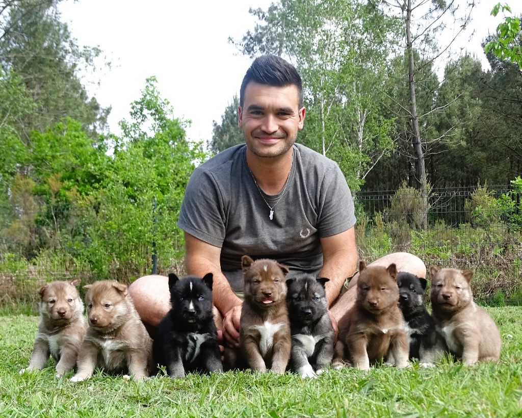 Chiot Siberian Husky Alcateia Das Neves