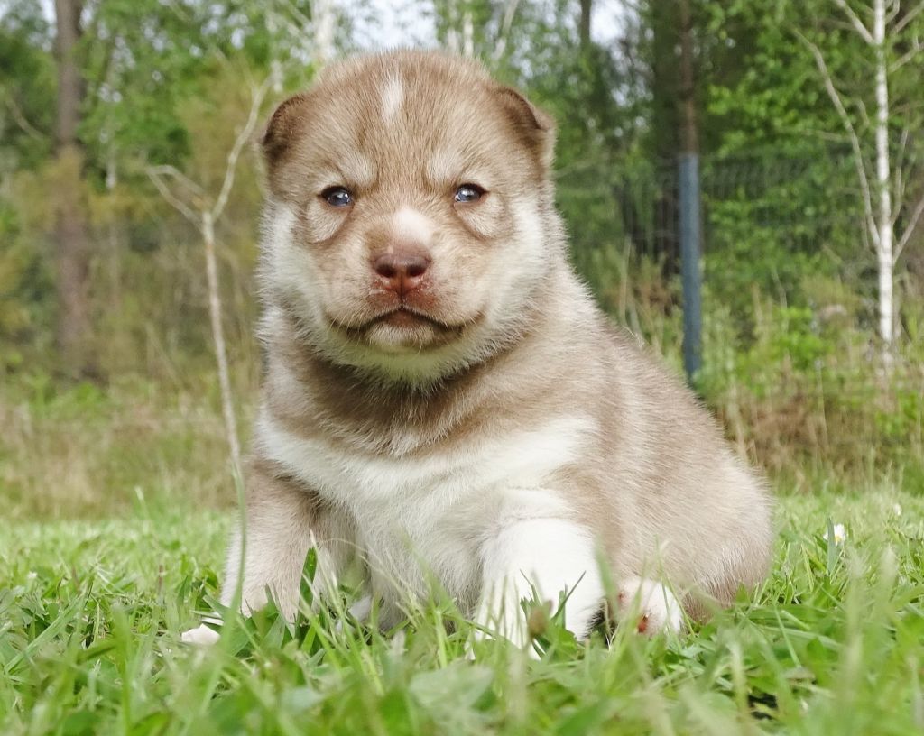 Alcateia Das Neves - Chiots disponibles - Siberian Husky